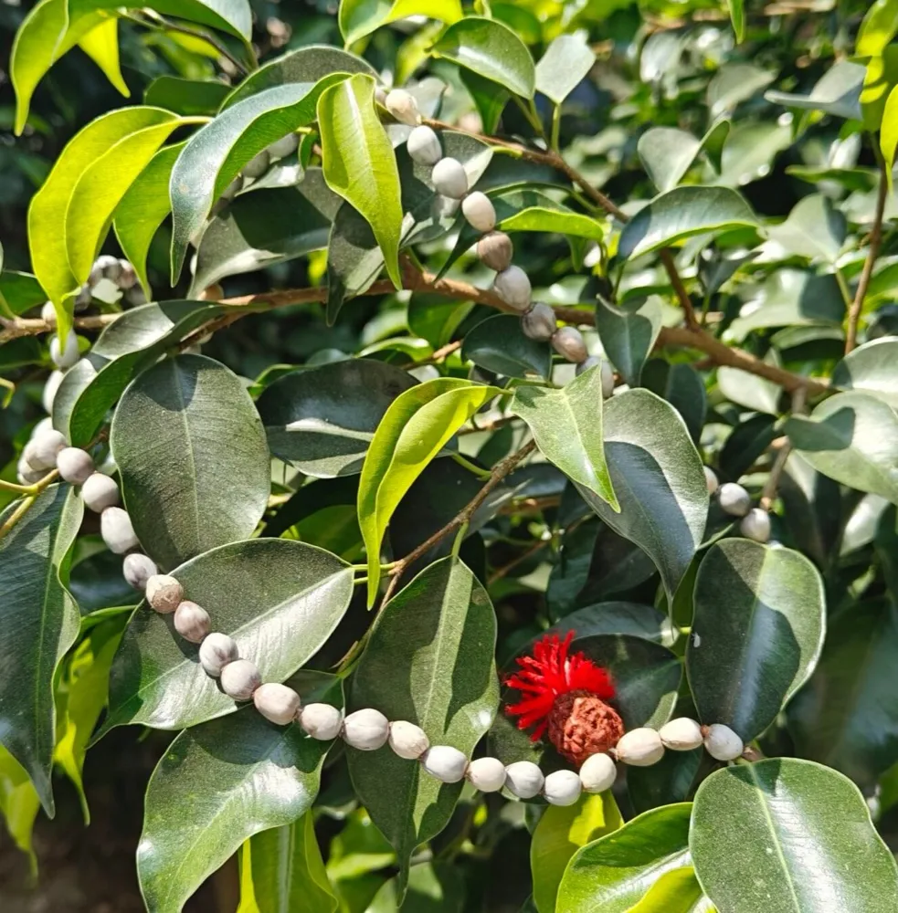 Vaijanti Mala