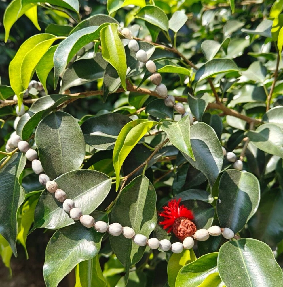 Vaijanti Mala